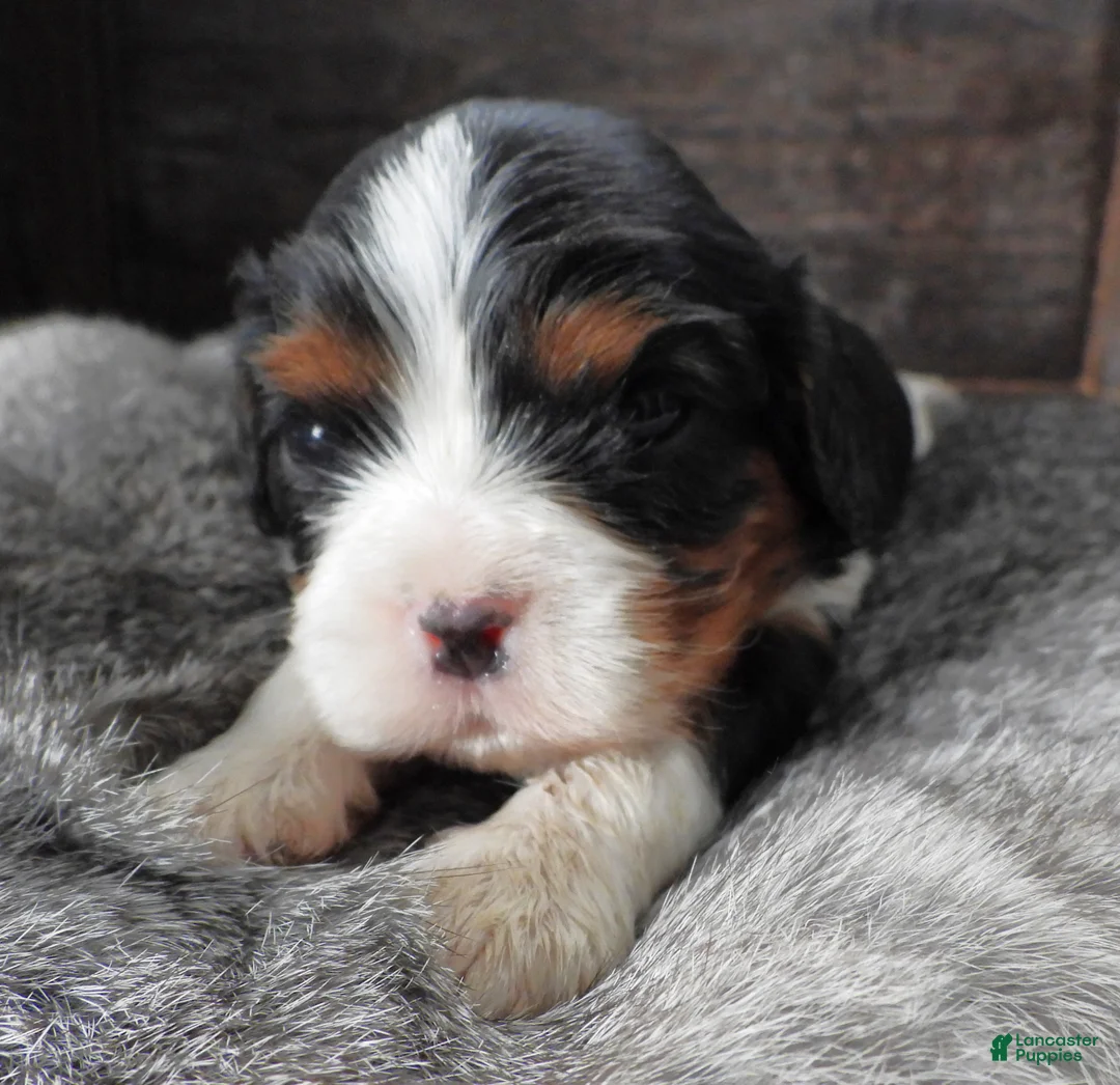 Cavalier King Charles Spaniel dogs for sale: Cavalier King Charles Spaniel Puppy 2 - Ad 1