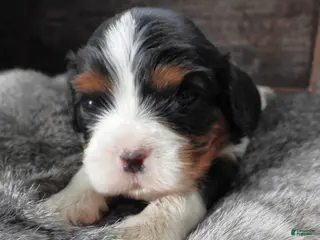 Cavalier King Charles Spaniel dogs Cavalier King Charles Spaniel Puppy 2 - Ad 23