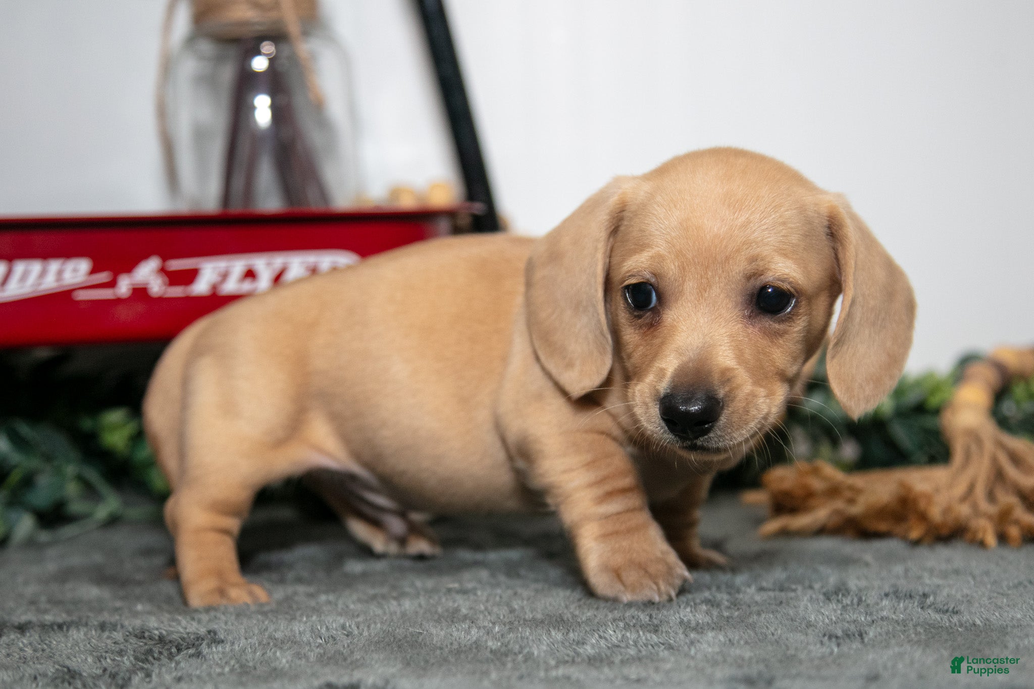 Miniature Dachshund dogs Dumpling - Ad 2