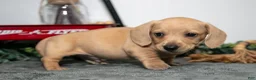Miniature Dachshund dogs for sale: Dumpling - Ad 2