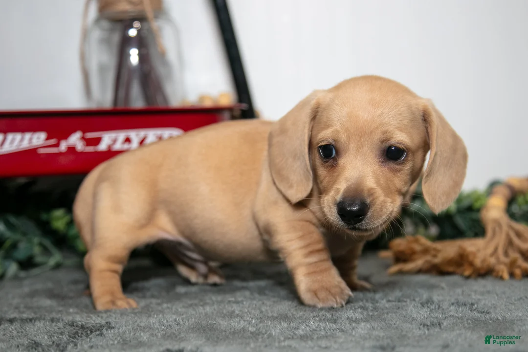 Miniature Dachshund dogs for sale: Dumpling - Ad 2