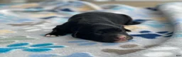 Mixed Breed dogs for sale: Clover - Ad 1