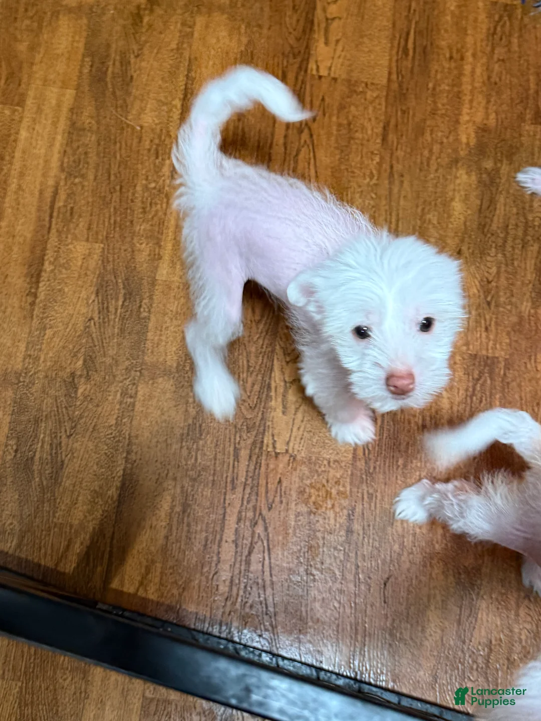 Chinese Crested dogs for sale: Chinese Crested Puppy 1 - Ad 1