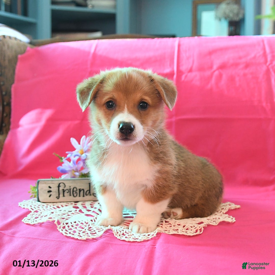 Welsh Corgi Pembroke dogs for sale: Pete - Ad 3