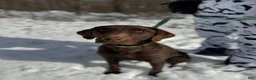Labrador Retriever dogs for sale: Zoe - Ad 3