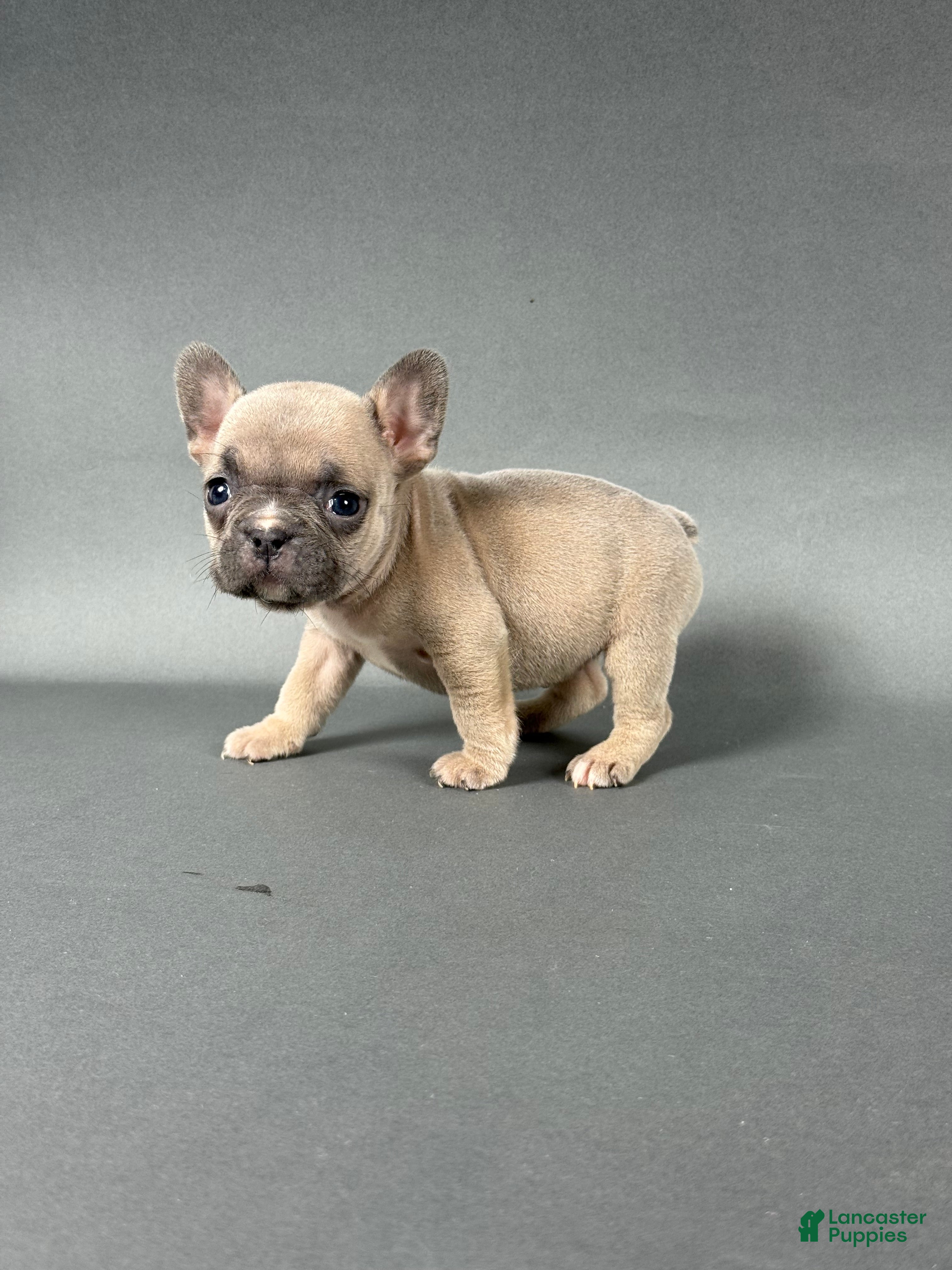French Bulldog dogs Willow  - Ad 41