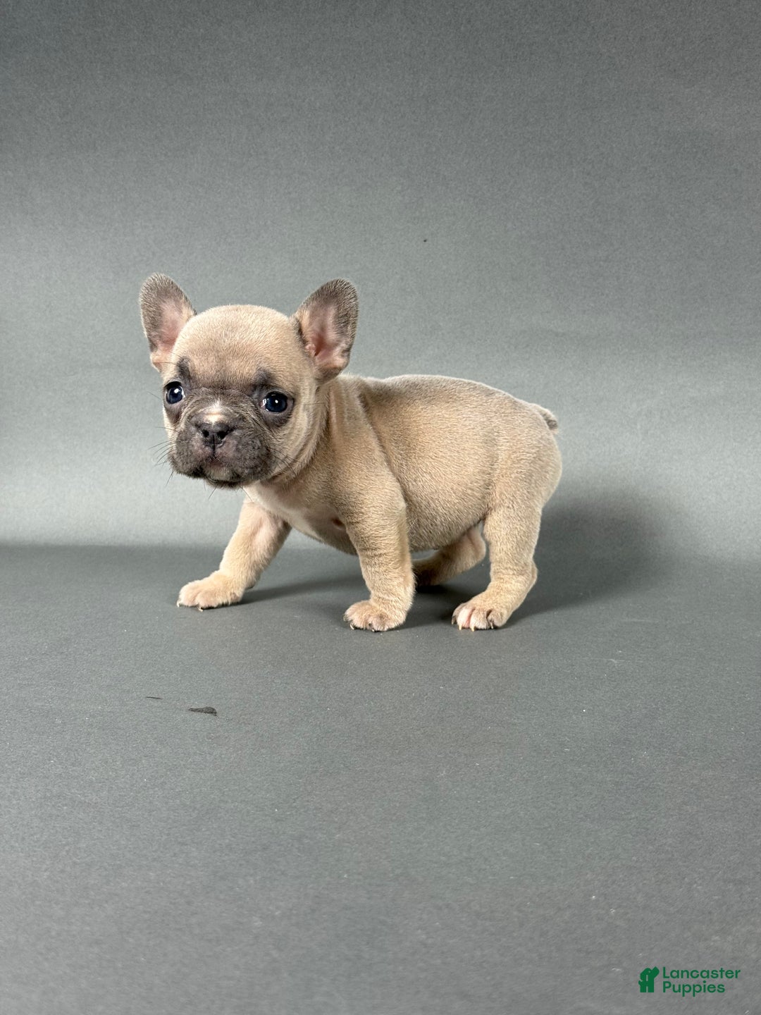 French Bulldog dogs for sale: Willow  - Ad 4
