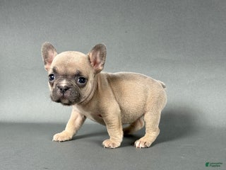 French Bulldog dogs Willow - Ad 42