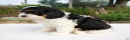 Cavapoo dogs for sale: Irena - Ad 3
