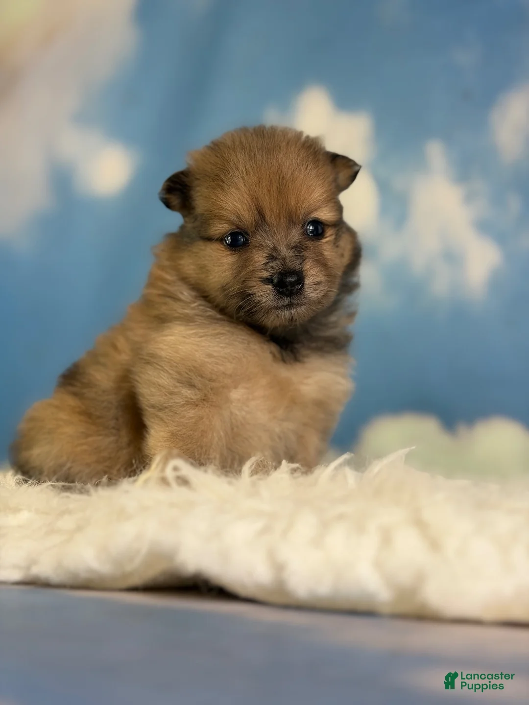 Pomeranian dogs for sale: ACA Penny  - Ad 1