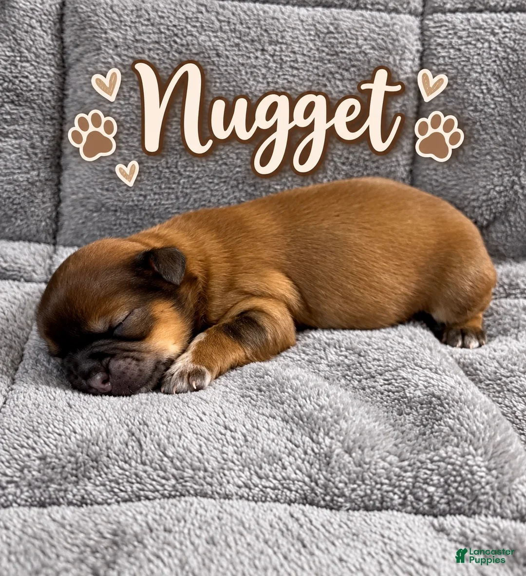Shih Tzu dogs for sale: Nugget - Ad 2