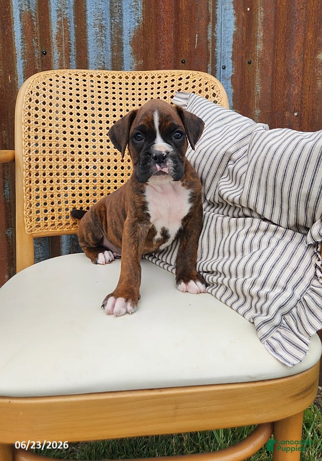 Boxer dogs Chuck - Ad 1