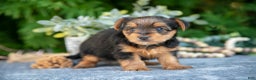 Yorkshire Terrier dogs for sale: Kira - Ad 2