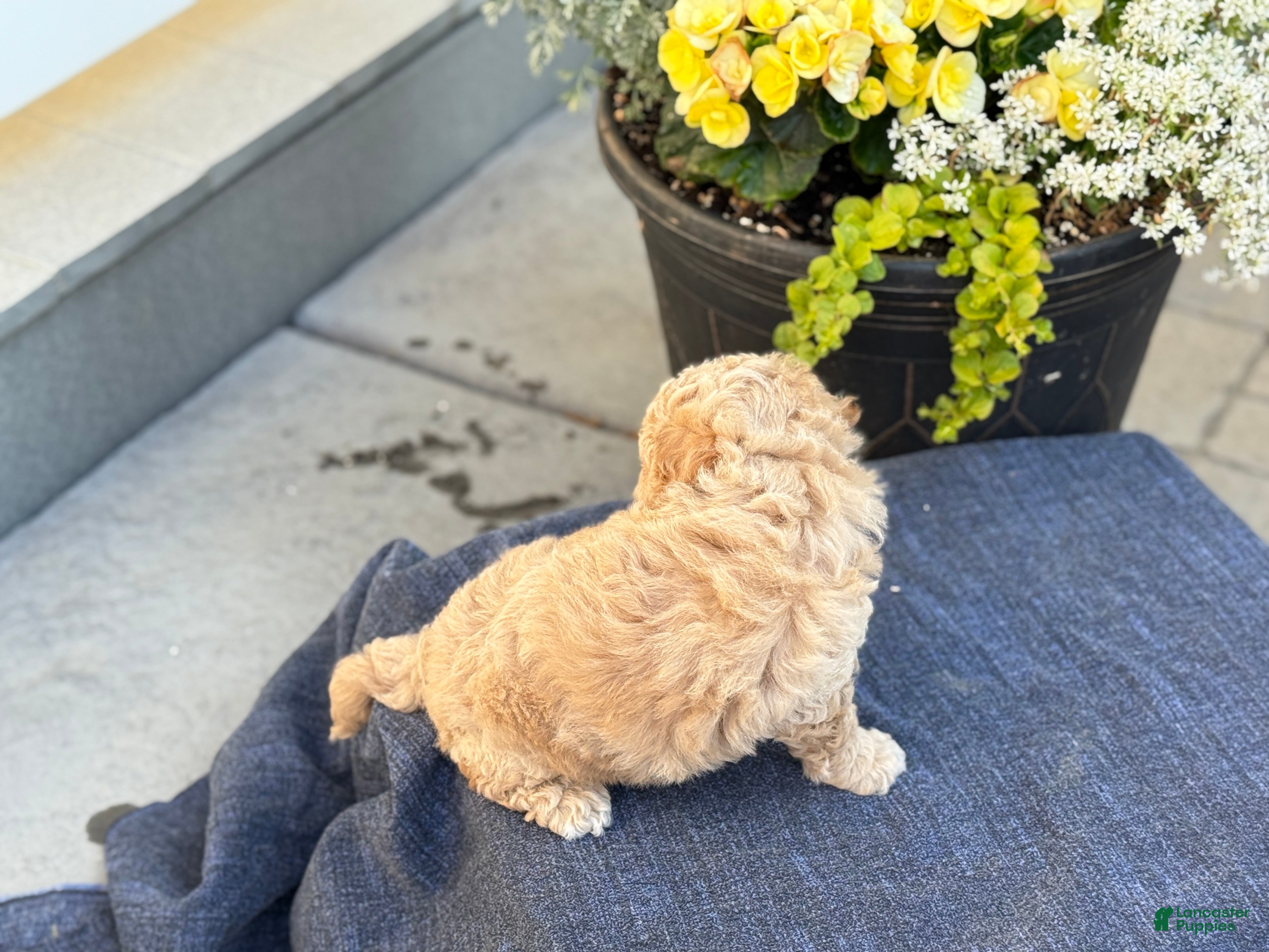 Bichpoo dogs for sale: Ford - Ad 5