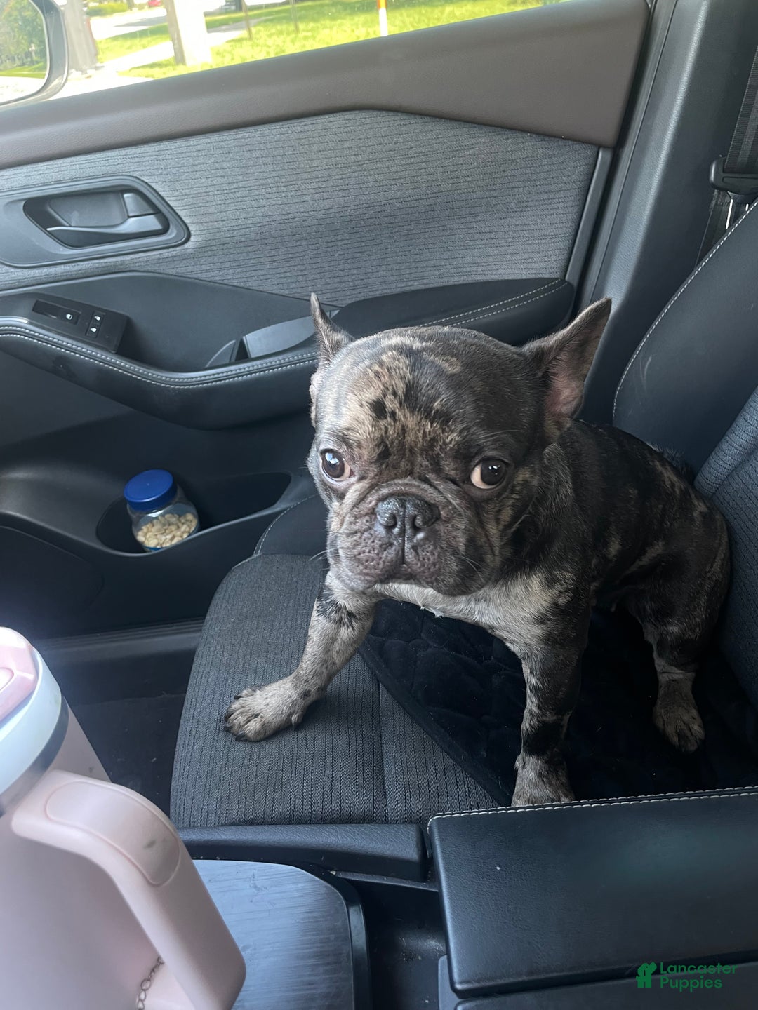 French Bulldog dogs for sale: French Bulldog Puppy 2 - Ad 10