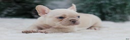 French Bulldog dogs for sale: Mary - Ad 4