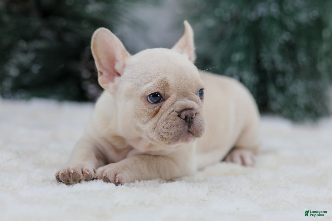 French Bulldog dogs for sale: Mary - Ad 4