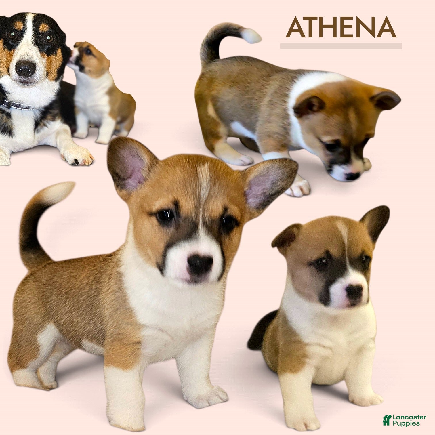 Mixed Breed dogs Athena - Ad 1