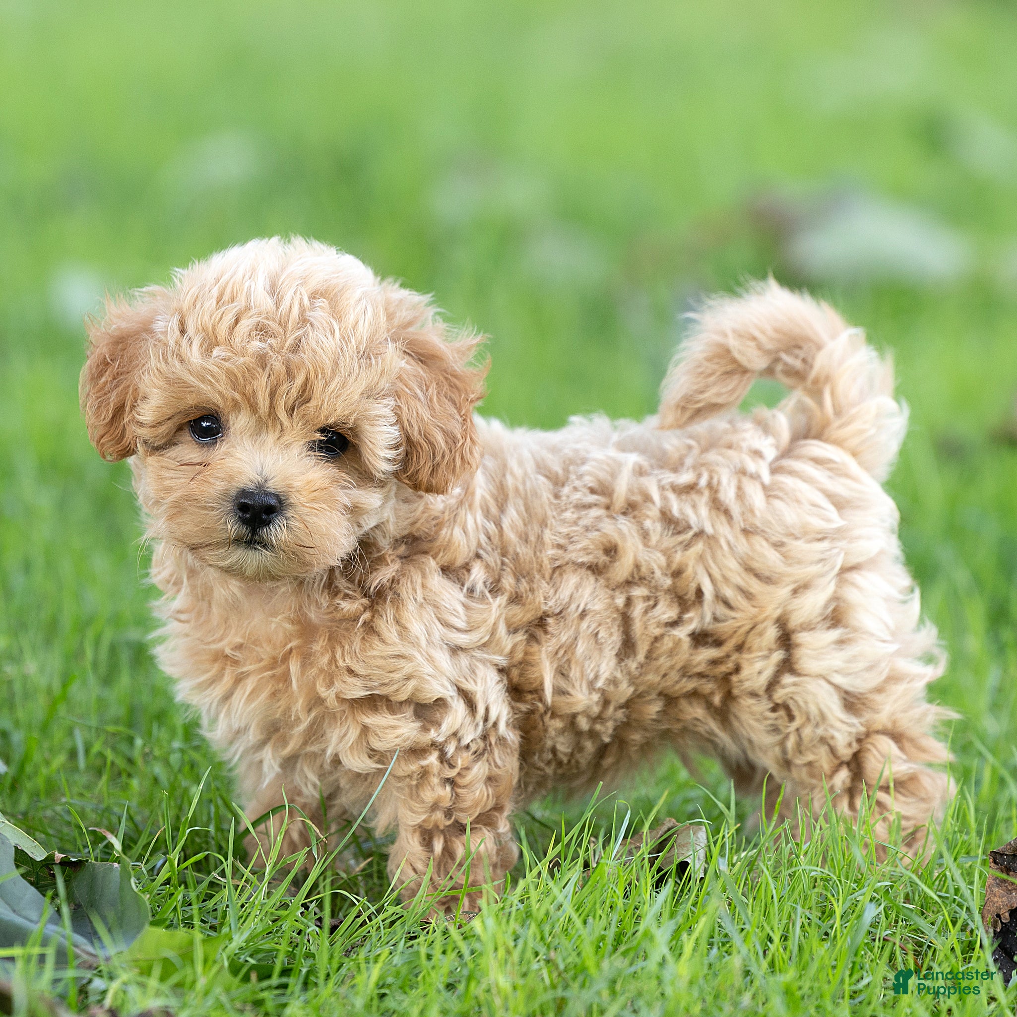 Maltipoo dogs Oscar Maltipoo  - Ad 2