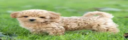 Maltipoo dogs for sale: Oscar Maltipoo  - Ad 2