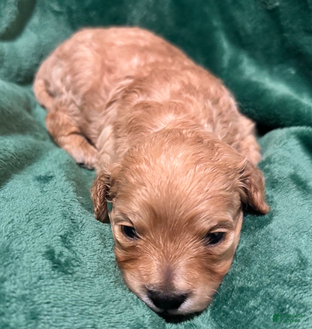 Cavapoo dogs for sale: Ollie - Ad 1