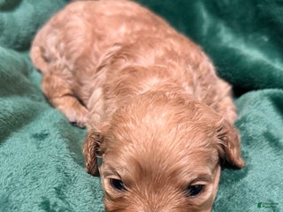 Cavapoo dogs Ollie - Ad 17