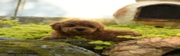 Toy Poodle dogs for sale: Daisy - Ad 3