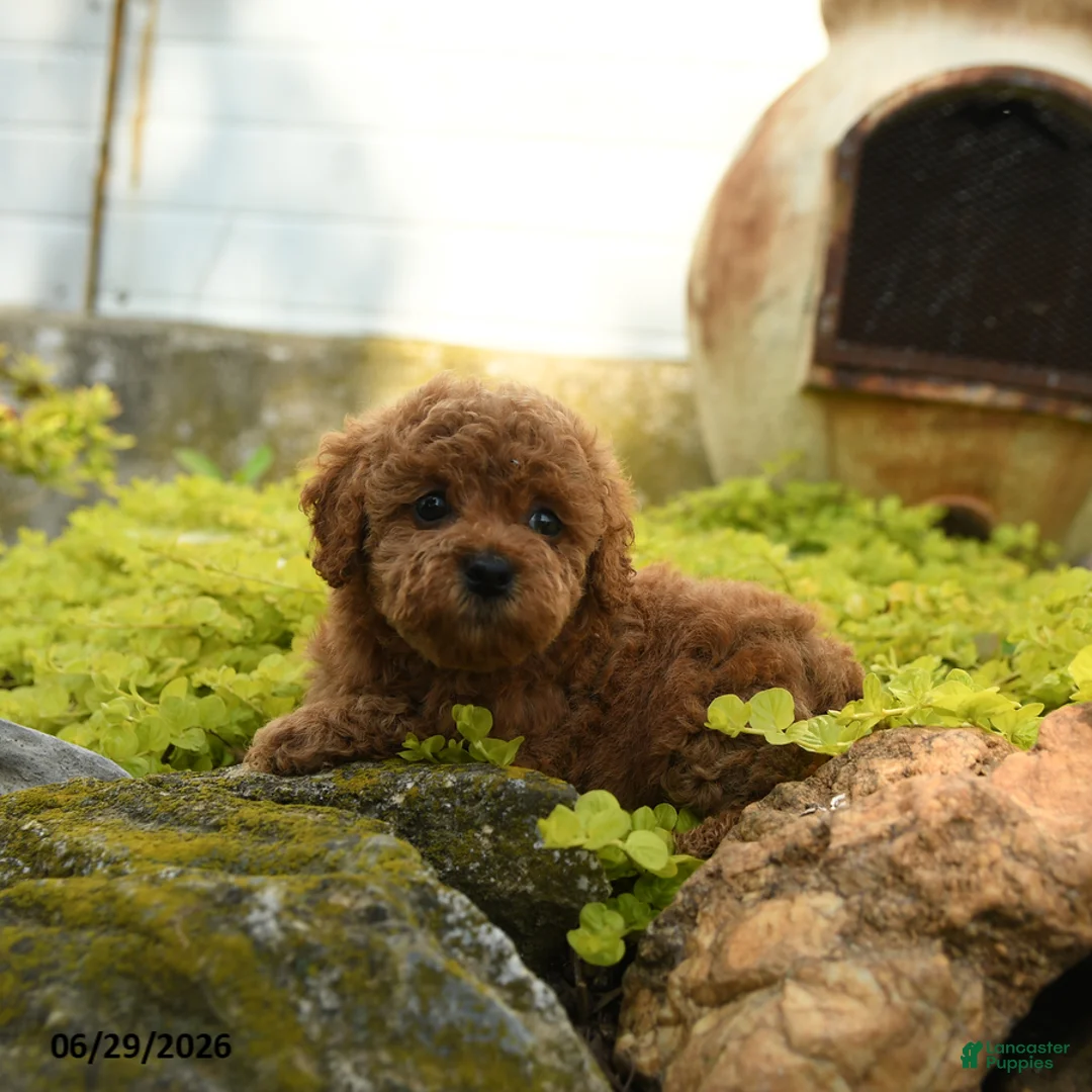 Toy Poodle dogs for sale: Daisy - Ad 3