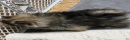Pomeranian dogs for sale: Akc Buffy  - Ad 3