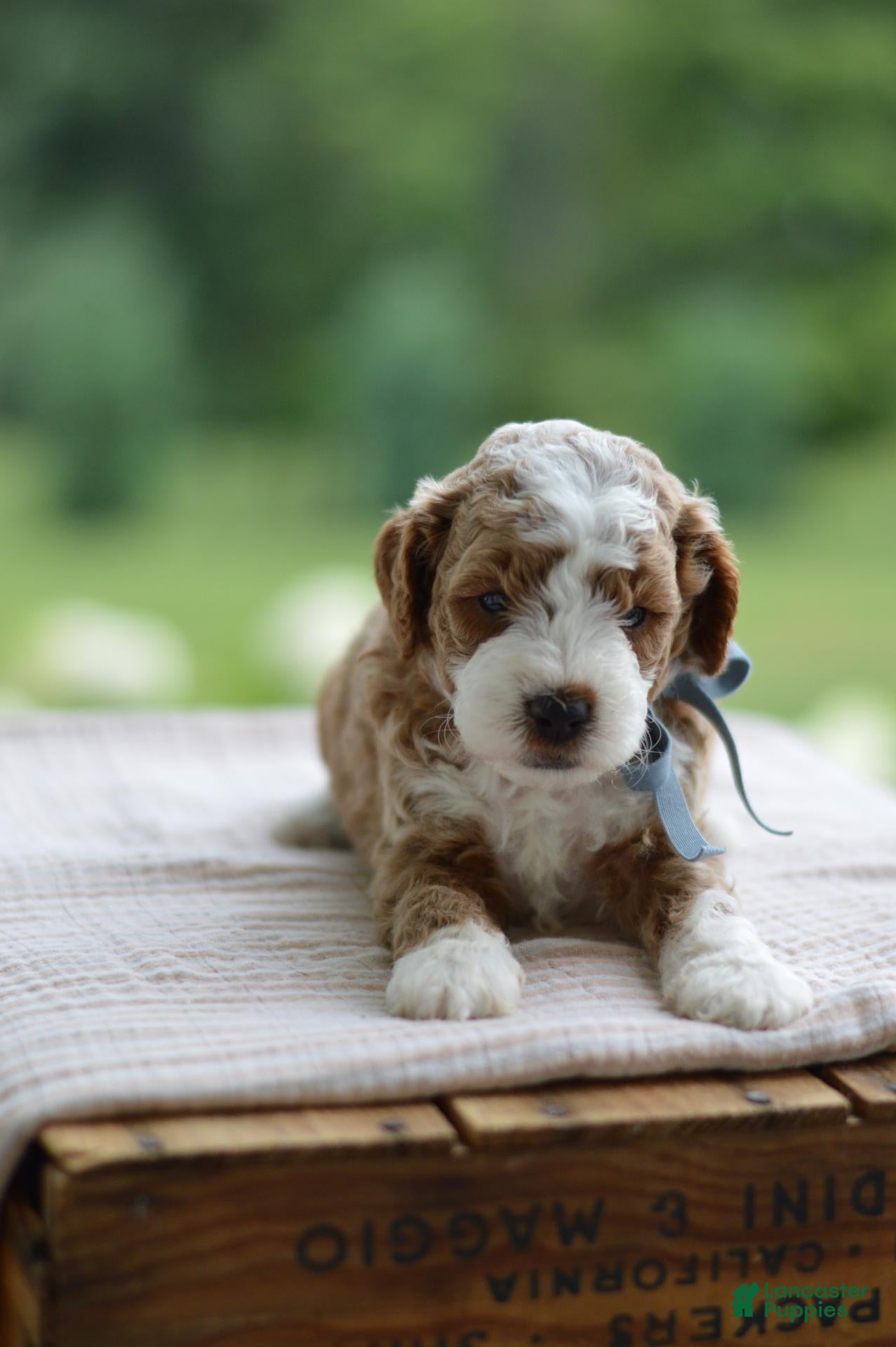 Mini Goldendoodle dogs September - Ad 2