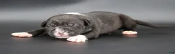 American Bully dogs for sale: Perseus - XL - ABKC - Ad 1