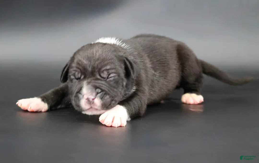 American Bully dogs for sale: Perseus - XL - ABKC - Ad 1