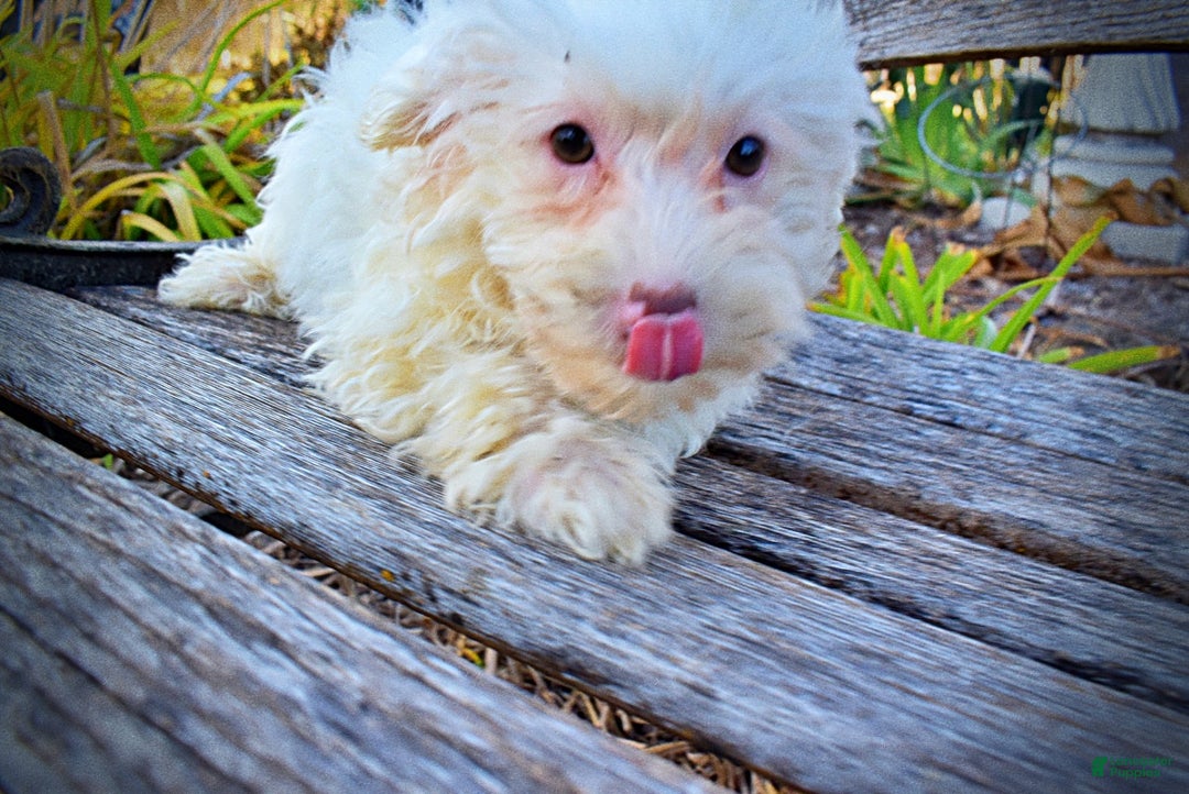 Havapoo dogs for sale: Queenie - Ad 6