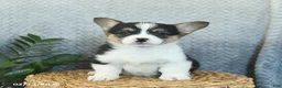 Welsh Corgi Pembroke dogs for sale: Penny  - Ad 4