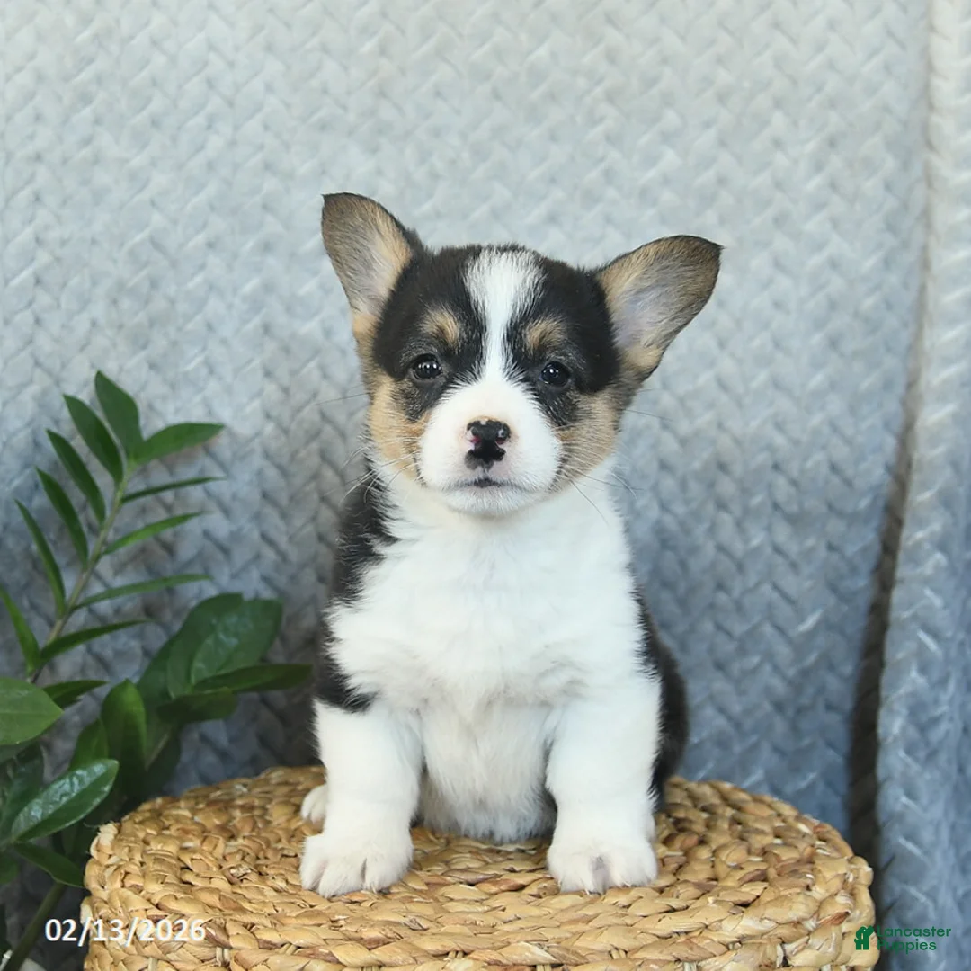 Welsh Corgi Pembroke dogs for sale: Penny  - Ad 4
