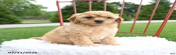 Cockapoo dogs for sale: Zion - Ad 3