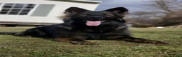 German Shepherd dogs for sale: Dark Sable - Ad 5