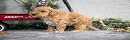 Mini Goldendoodle dogs for sale: Vicky - Ad 3