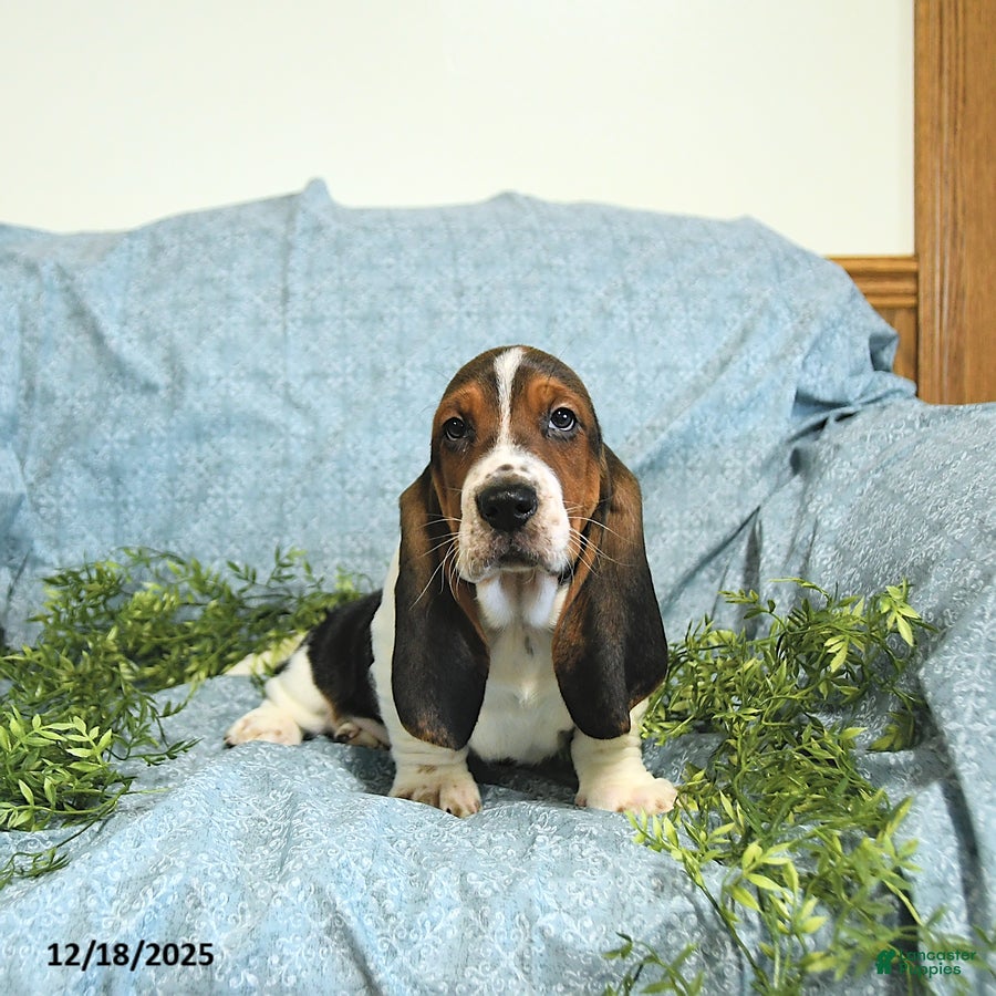 Basset Hound dogs Bill - Ad 16