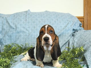 Basset Hound dogs Bill - Ad 9