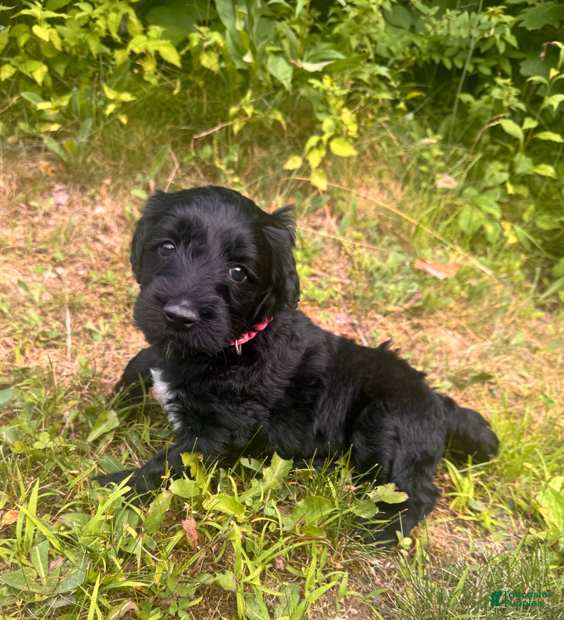 Goldendoodle dogs Sky Lily  - Ad 2
