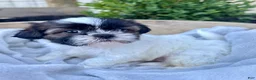 Shih Tzu dogs for sale: AKC Leo - Ad 8