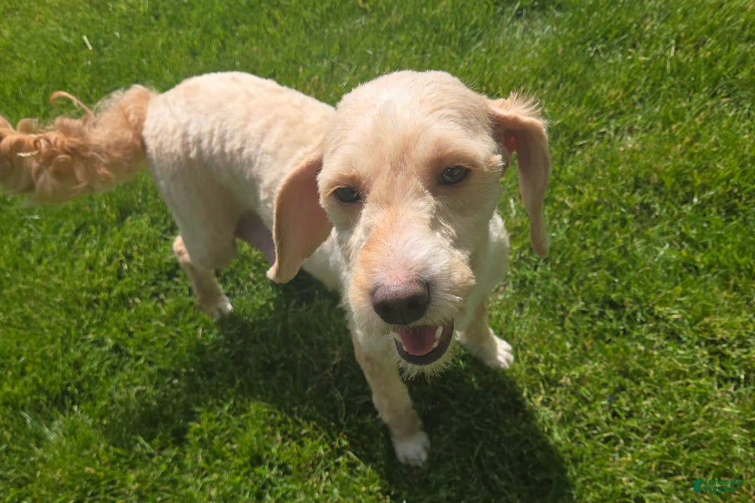 Mini Goldendoodle dogs for sale: Blaze - Ad 6