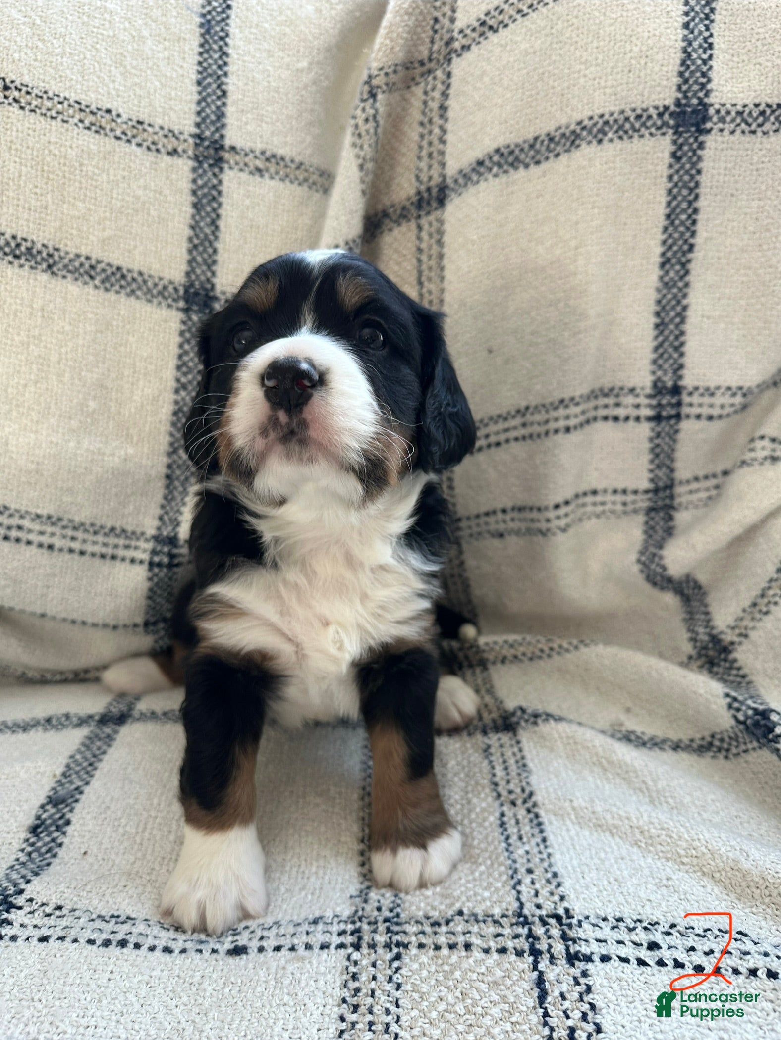 Miniature Bernese Mountain Dog dogs Miniature Bernese Mountain Dog Puppy 1 - Ad 13