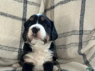 Miniature Bernese Mountain Dog dogs Miniature Bernese Mountain Dog Puppy 1 - Ad 13