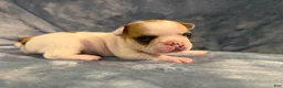 French Bulldog dogs for sale: French Bulldog 3 - Ad 3