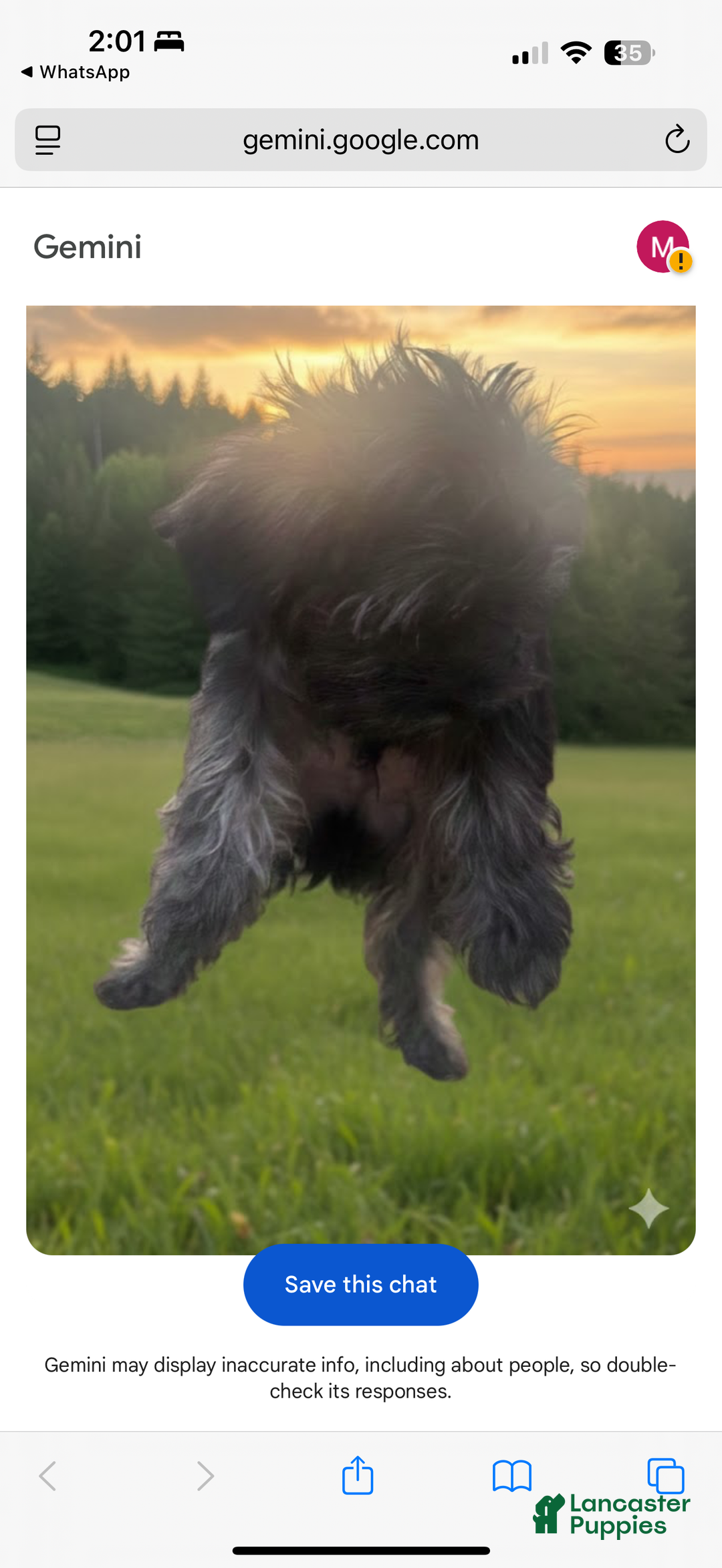 Mixed Breed dogs for sale: Muphy  - Ad 2