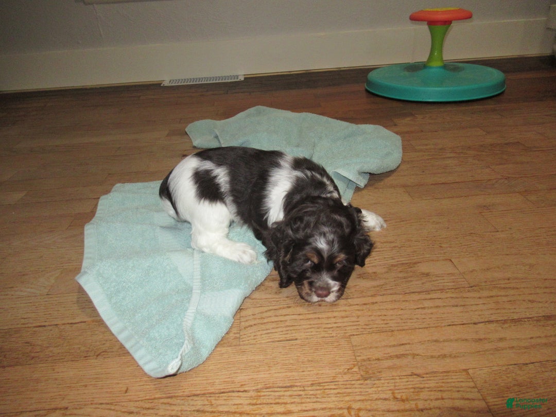 Cocker Spaniel dogs for sale: Banza - Ad 2
