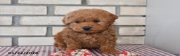 Bichpoo dogs for sale: Calvin - Ad 4