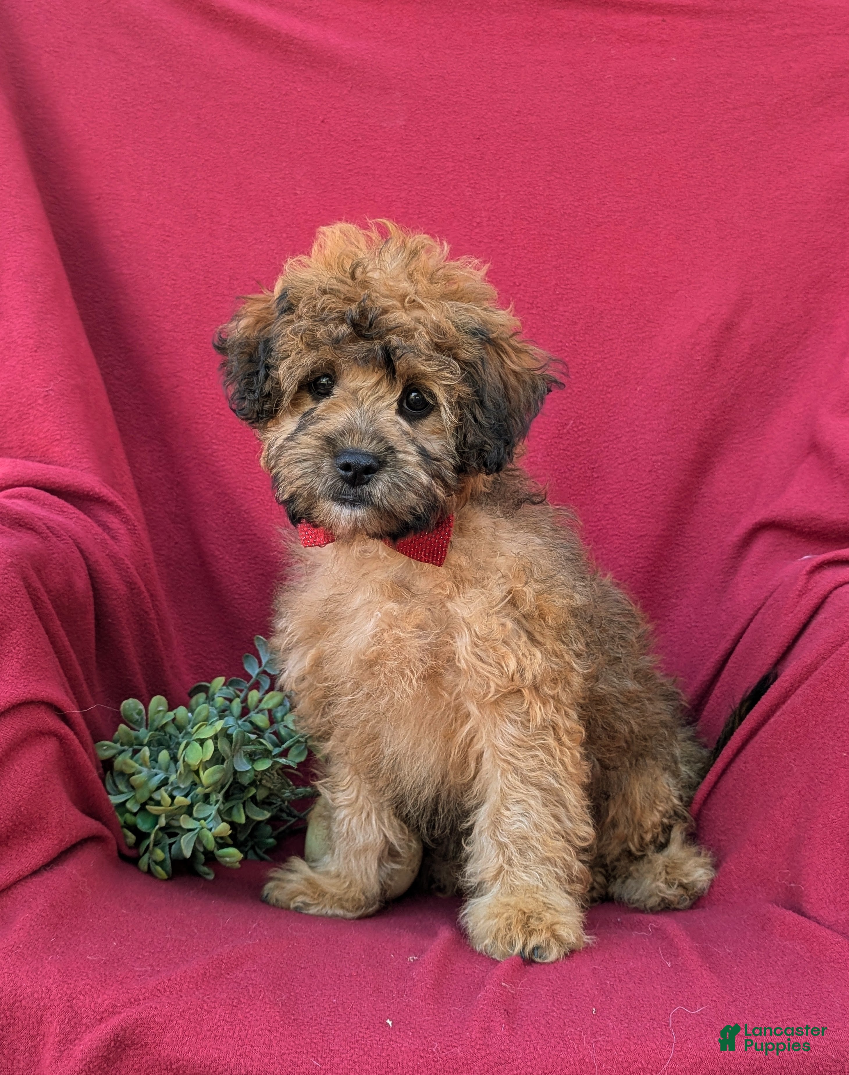 Shihpoo dogs for sale: Connolly Hypoallergenic - Ad 1